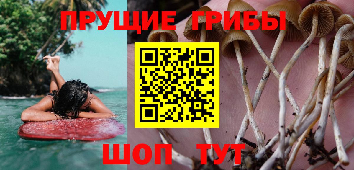 Карабулак  Псилоцибиновые грибы мицелий  Вход с VPN 