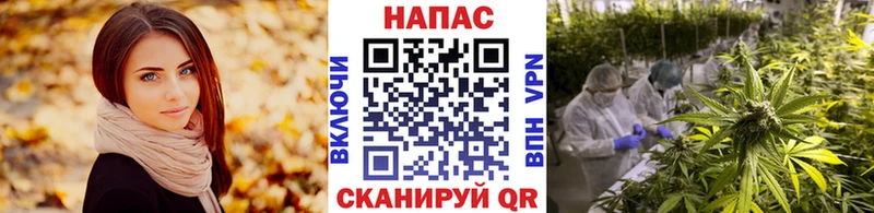 Бошки марихуана гибрид  Карабулак 
